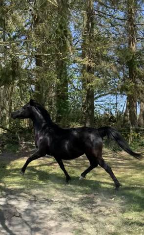 Jument psa 10 ans noire homozygote