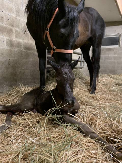 Jument psa 10 ans noire homozygote