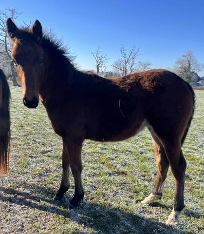 Poulain 2025 Catchar mail x eyken des fontenis