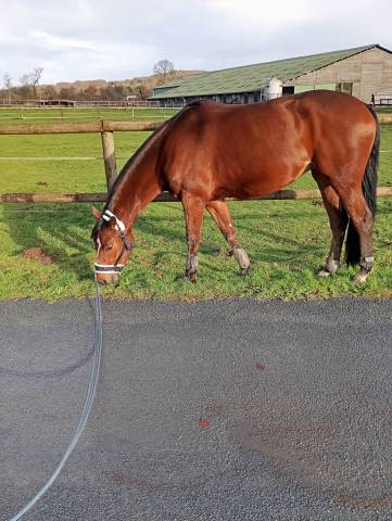 A vendre jument selle fran&ccedil;ais 4 ans
