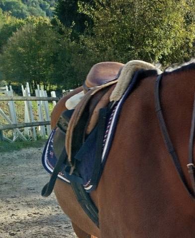 Tapis championnat de France