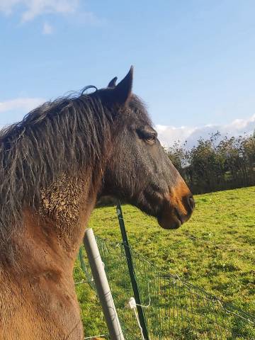 Hongre espagnol 15 ans .