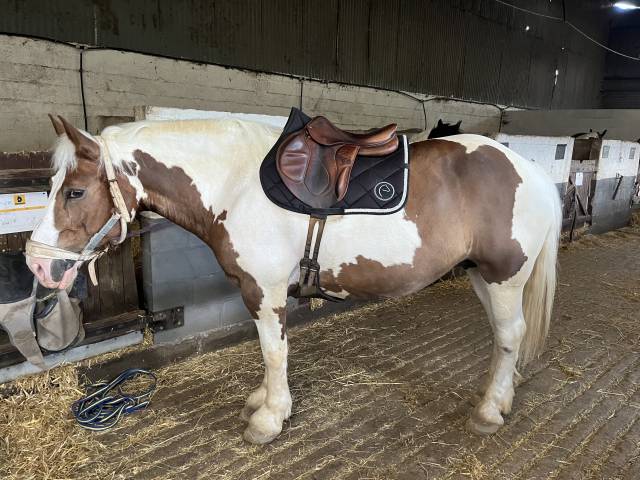 Selle devoucoux chiberta 17"