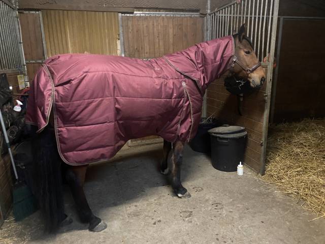 Couverture &eacute;curie Premier Equine 350g avec couvre cou