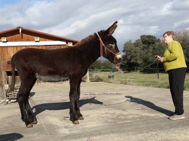Magnificent future Catalan donkey stallion  