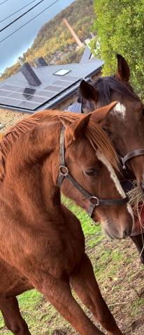 Petit &Eacute;talon &agrave; vendre 