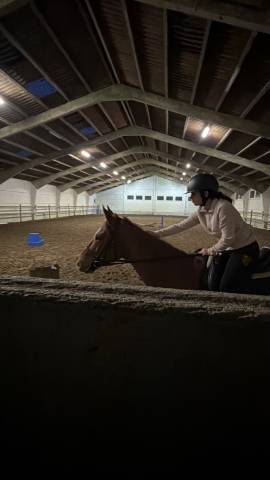 Demi pension pour jument de 5ans bloom 