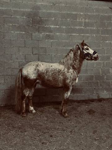Poney appaloosa