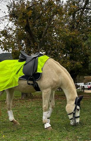 Selle Dressage Passier 