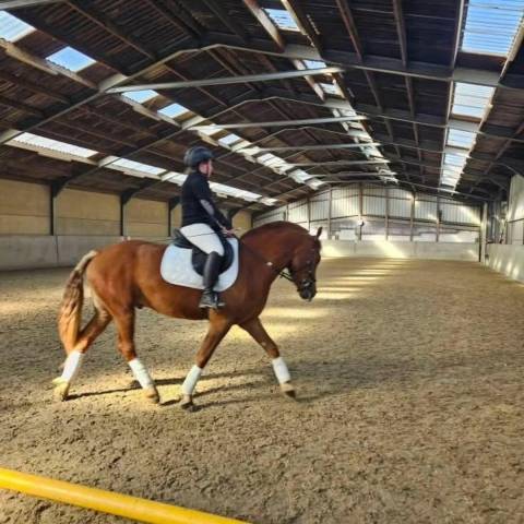 Aleos franche montagne 5 ans 