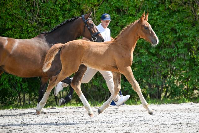 Pouliche Zangersheide 
