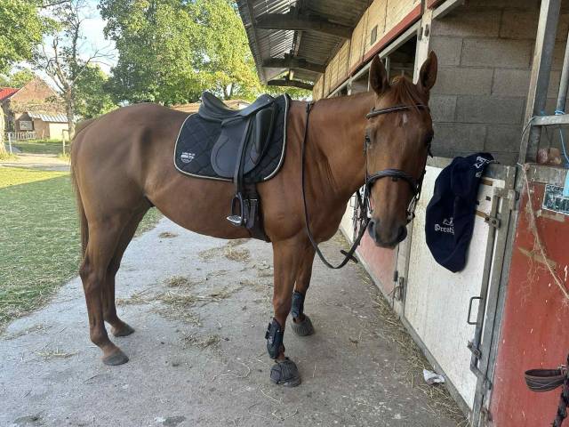 Selle de dressage prestige 