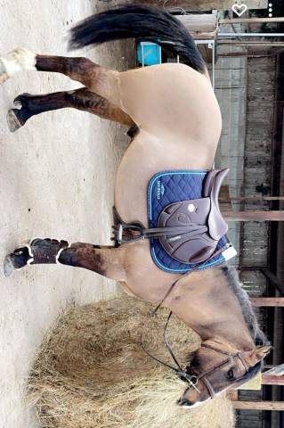 Selle monoquartier infinity platinium 17&rsquo;5