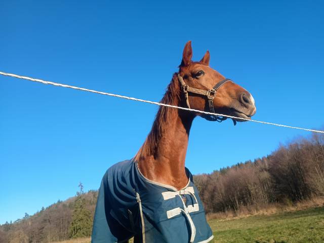 Pouliche  dressage de 2 ans 
