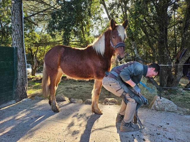 Tr&egrave;s jolie et gentille pouliche 