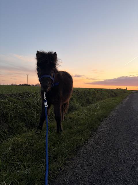 &Eacute;talon poulain shetland 