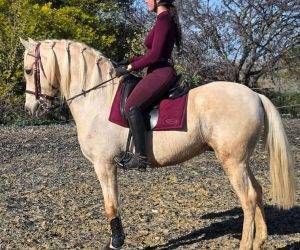 CREMOSITO : Superbe cheval palomino