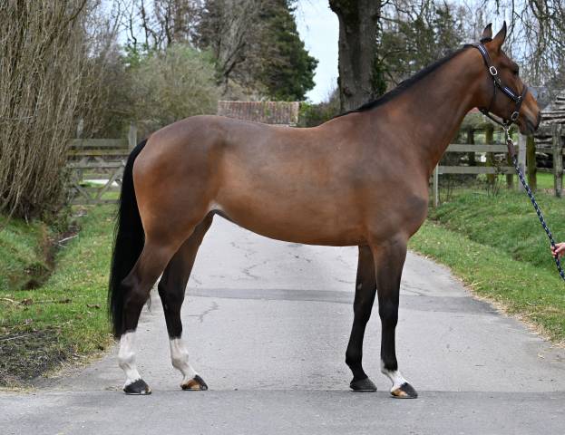 Jument de 6 ans OC - CSO