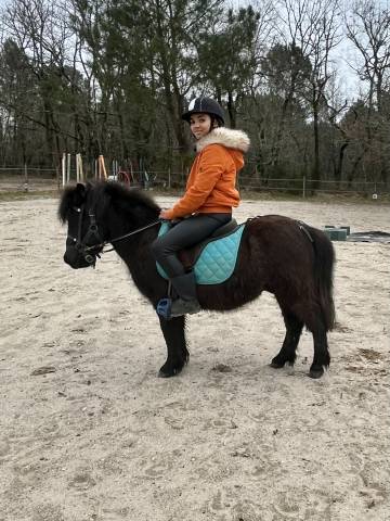 Mignon d&rsquo;Alix Super Shetland ONC Hongre 4 ans