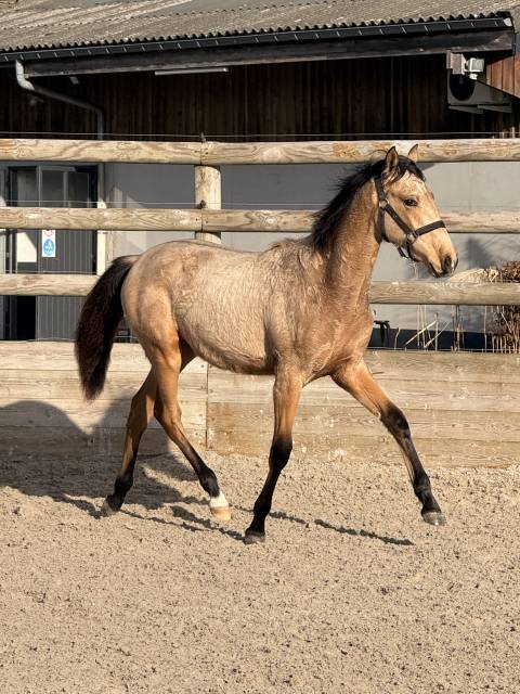 Alh&eacute;na PRE 2025