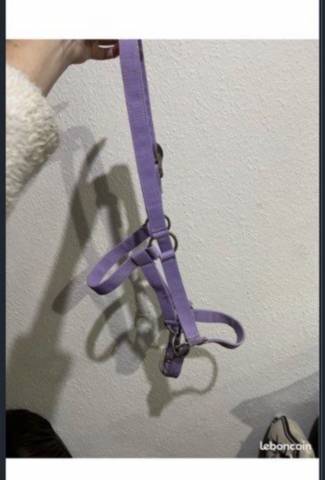 Licol violet taille cob  Petit Cheval poney &eacute;quitation