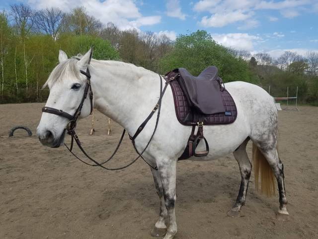 Selle dressage portugaise Pedro Lopes 