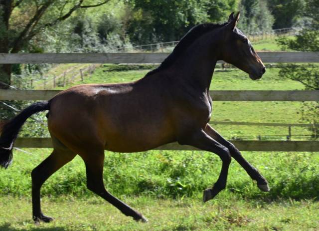 Ohara du Puits Carr&eacute; pouliche PRE