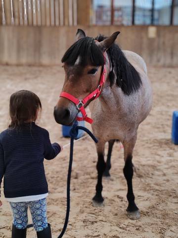 ponette welsh part bred&nbsp; - 1.25