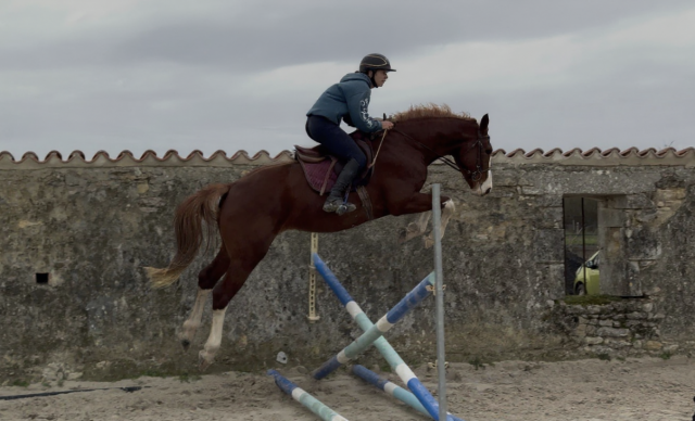 produit direct &eacute;levage hongre 3ans Casall