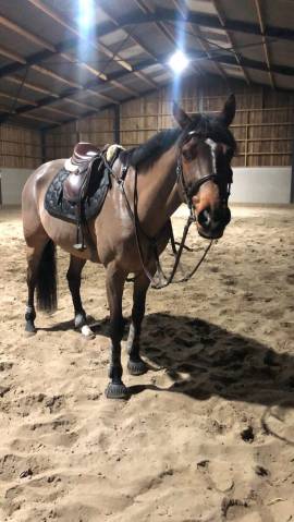 Cheval &agrave; vendre 