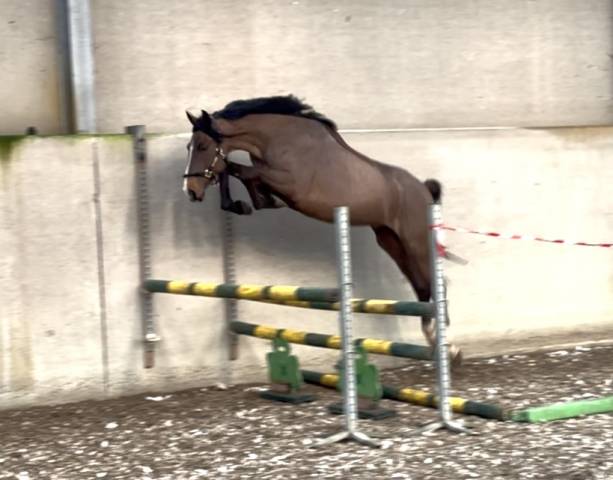  &Eacute;talon de 4 ans 