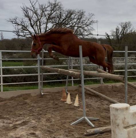 Jument SF 6 ans ernest x armitage
