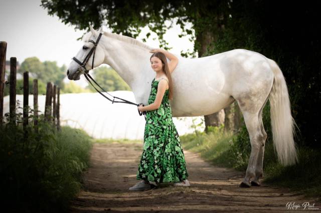 Jument d' origine lusitanienne 11 ans