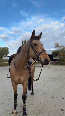 &Eacute;MIR DU CAIRE, hongre 