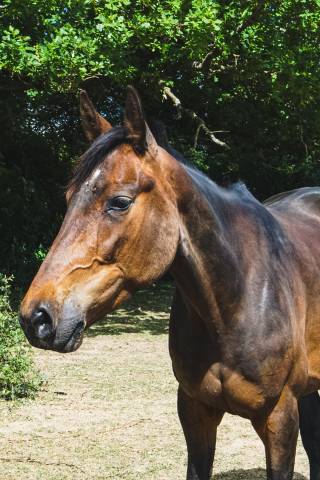 Jument Trotteuse bien dans sa t&ecirc;te 
