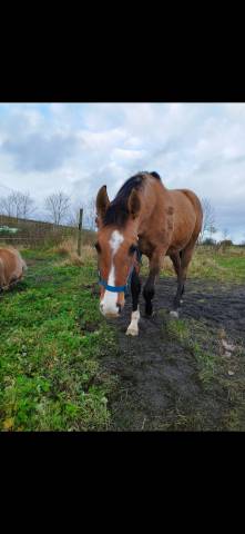 Hongre n&eacute; en juin 2021