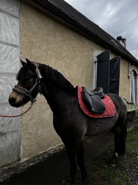 Selle forestier S&eacute;oul 