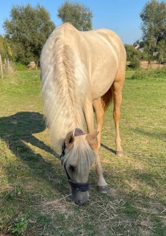  Belle jument palomino oc ( espagnole) n&eacute;e en Belgique