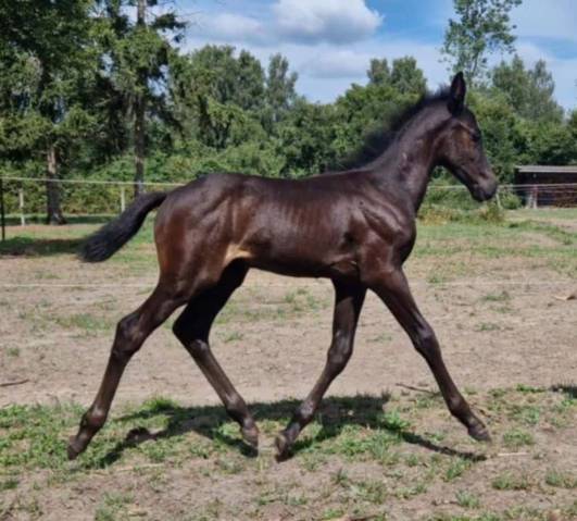 Poulain &agrave; vendre