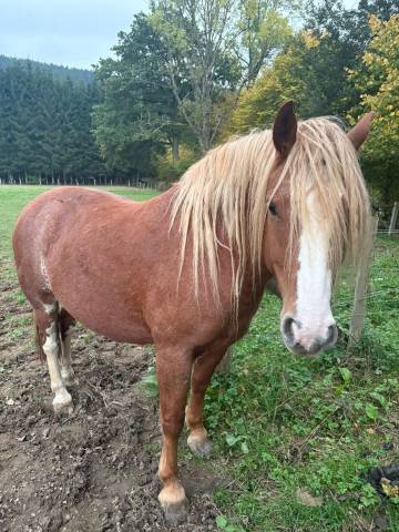 Hongre Franches-Montagnes