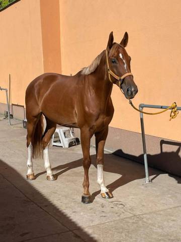 Cheval &agrave; vendre 