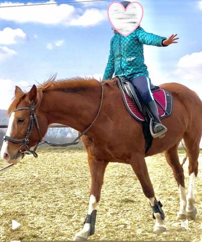 Gentille ponette PFS 