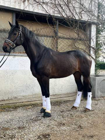 Hongre Cheval de Sport Danois A vendre 2019 Bai brun par VITALIS
