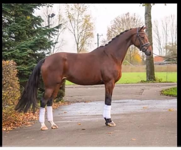 Pouliniere dressage 