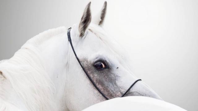 Domaine &eacute;questre aux &eacute;quipemets complets