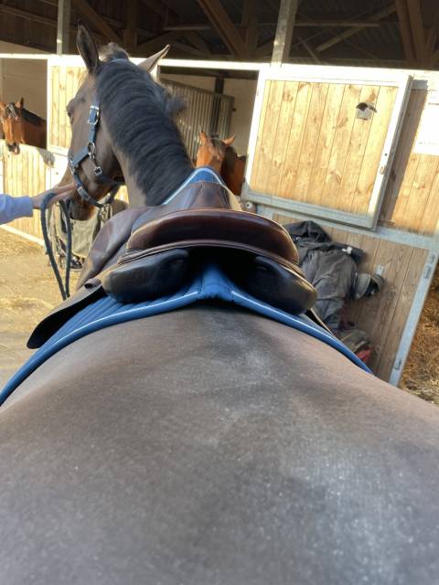 Selle Forestier modele S&eacute;oul 16,5