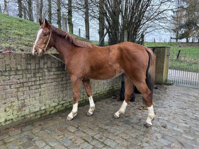 Poulain 3 an Junior du seigneur X Nagasaki sitte 