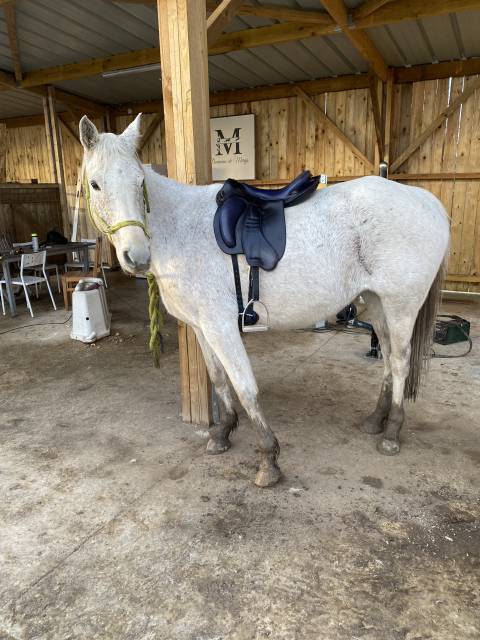 Selle Gaston.M mod&egrave;le severac