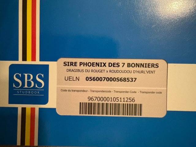 Poney par Roudoudou d&rsquo;Hurl&rsquo;Vent x Dragibus du Rouget