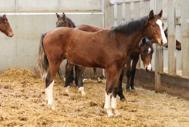Magnifique poulain de 1 ans 